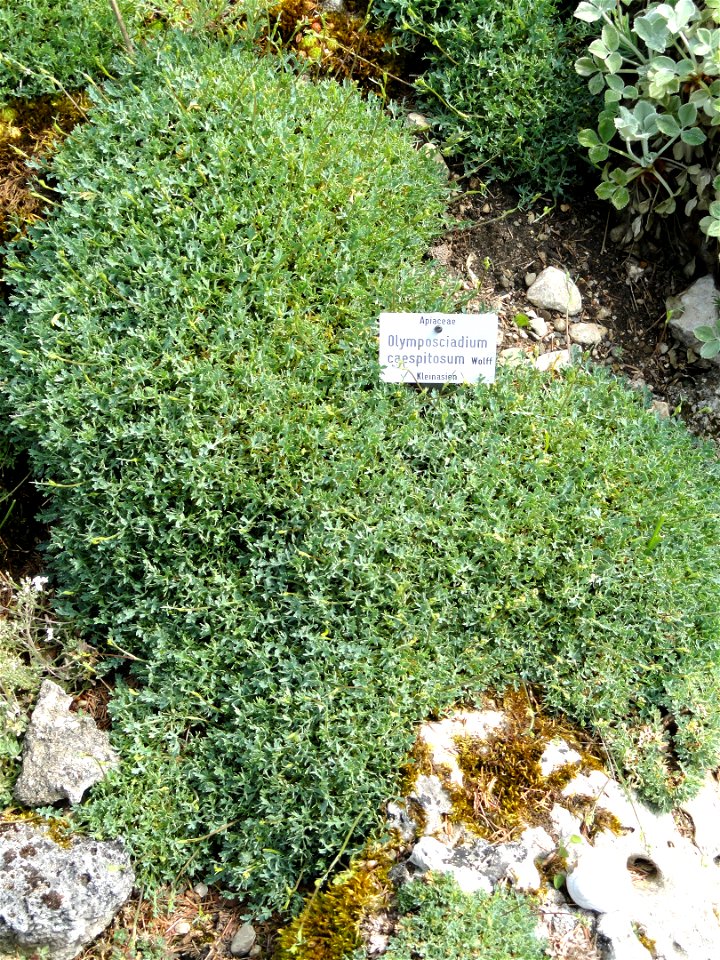 Olymposciadium caespitosum specimen in the Botanischer Garten München-Nymphenburg, Munich, Germany.