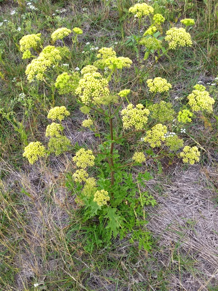 Texas Prairie Parsley. Wild plant.