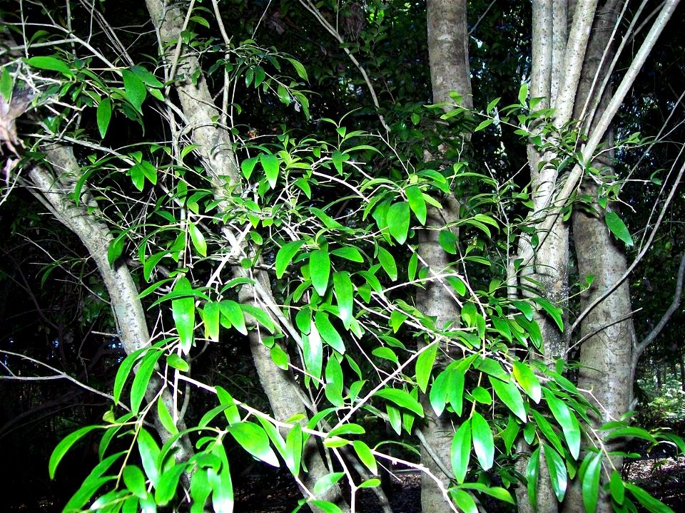 Pittosporum lancifolium labeled at Coffs Harbour Botanic Gardens, Australia
