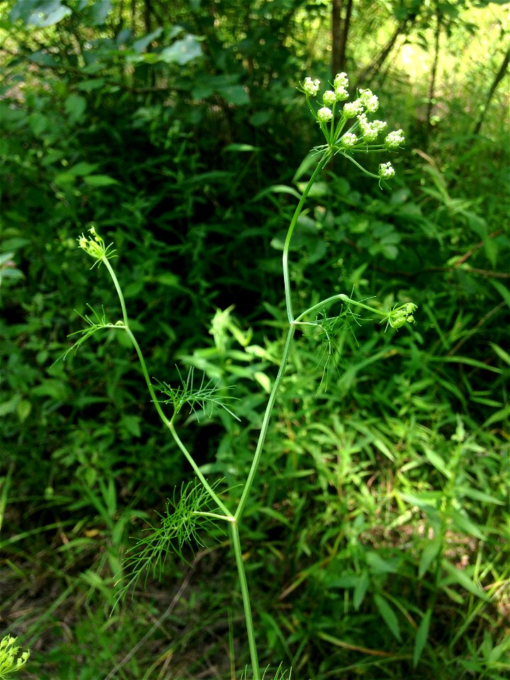 Ptilimnium costatum, open marshy bottom on the North Fork of Dry Creek, southwest of Ashville, St. Clair County, Alabama. Plant is over a meter tall.