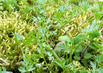 Ammoselinum butleri, growing abundantly at the edge of a paved trail on forested limestone bluffs, on the West Fork of the Red River at the Clarksville Greenway, Montgomery County, Tennessee. photo