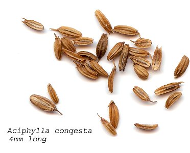 Self made scan of the seeds of Aciphylla congesta, made 01/o5/2008. photo