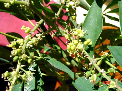 Schefflera, rispenförmiger Blütenstand