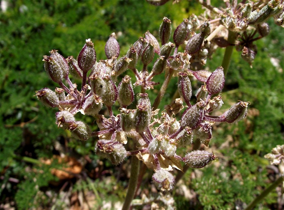 Lomatium dasycarpum at the UC Botanical Garden, Berkeley, California, USA. Identified by sign.