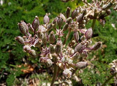 Lomatium dasycarpum at the UC Botanical Garden, Berkeley, California, USA. Identified by sign. photo