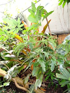 Schefflera actinophylla. Botanical specimen in the Denver Botanic Gardens, 1007 York Street, Denver, Colorado, USA.