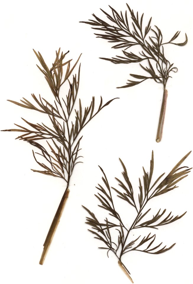 Cnidium dubium, Stängelblätter, eigener Herbarbeleg von 1985, Unterfranken