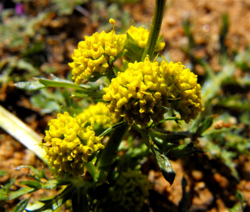 — Sharptooth sanicle.
At Lake Poway, in San Diego County, NW Peninsular Ranges, Southern California.