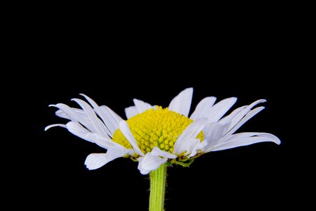 Close up macro wild flowers