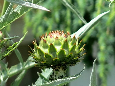 Detail of a decorative artichoke in Capbreton (Landes, France).