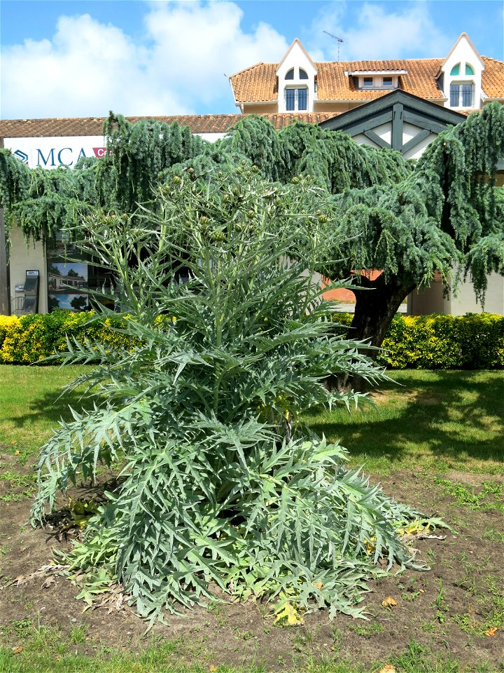 Decorative artichoke in Capbreton (Landes, France). photo