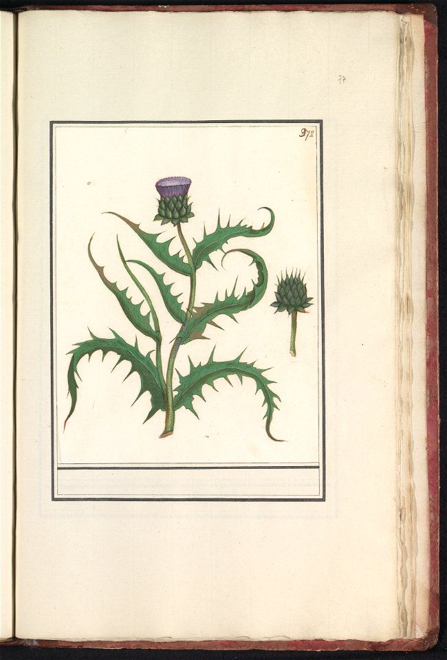 IdentificatieTitel(s): Artisjok (Cynara scolymus)Objecttype: tekening Objectnummer: RP-T-BR-2017-1-11-77Omschrijving: Artisjok. Genummerd rechtsboven: 372. Onderdeel van het vierde album met tekeninge