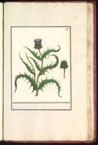 IdentificatieTitel(s): Artisjok (Cynara scolymus)Objecttype: tekening Objectnummer: RP-T-BR-2017-1-11-77Omschrijving: Artisjok. Genummerd rechtsboven: 372. Onderdeel van het vierde album met tekeninge
