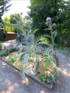 Vegetable Cardoon in the Center for nature in Colombes (Hauts-de-Seine, France.