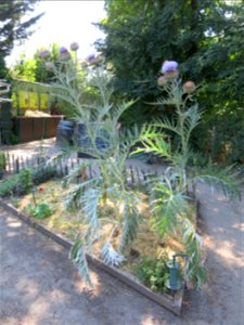 Vegetable Cardoon in the Center for nature in Colombes (Hauts-de-Seine, France. photo