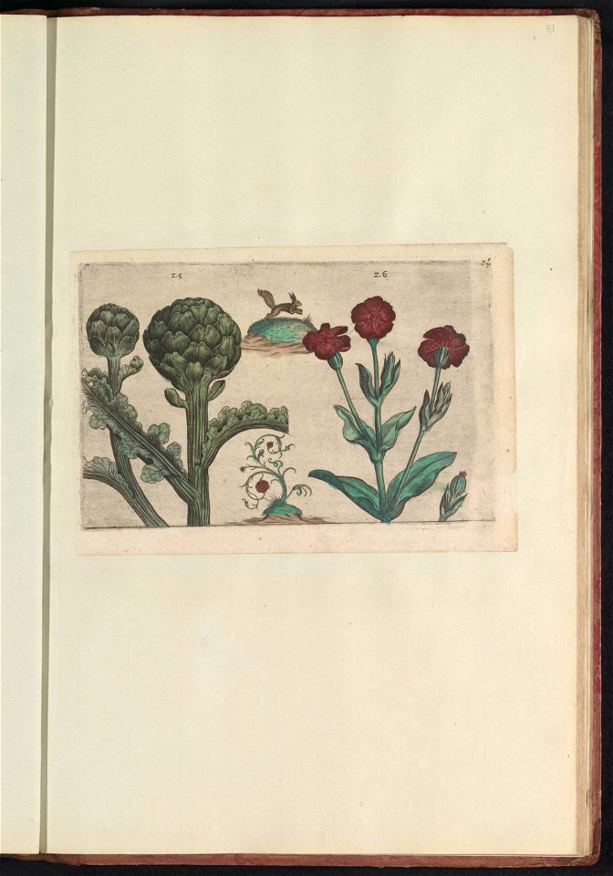 IdentificatieTitel(s): Artisjok (Cynara cardunculus) en prikneus (Silene coronaria)Objecttype: prent Serienummer: 25-26/60Objectnummer: RP-T-BR-2017-1-12-81Omschrijving: Artisjok en prikneus. Met een 