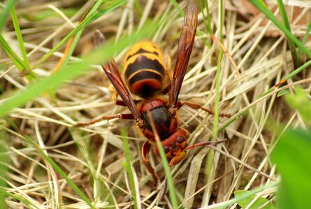 Hornet insect winged insects