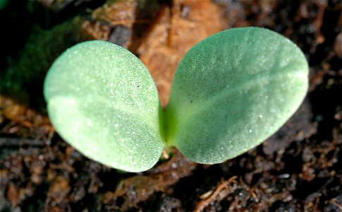 a sprouting artichoke
