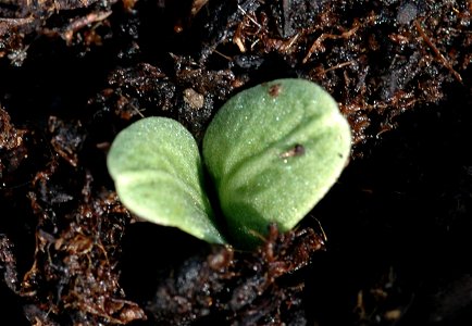 a sprouting artichoke photo