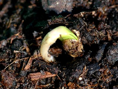 a sprouting artichoke photo