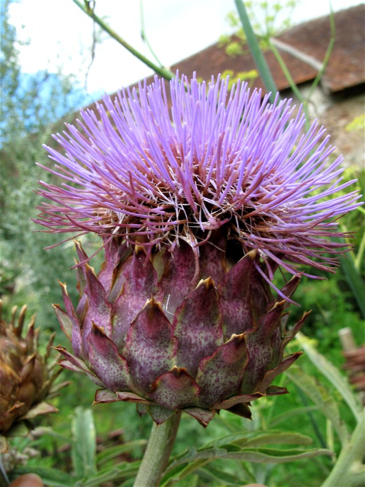 Flower of artichoke in the garden of the Commanderie des Templiers, Coulommiers (Seine-et-Marne, France).