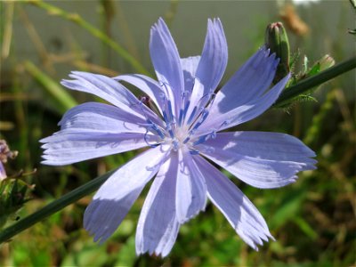 Wegwarte (Cichorium intybus) in Hockenheim