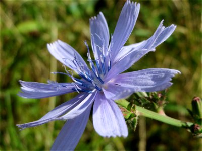 Wegwarte (Cichorium intybus) in Hockenheim