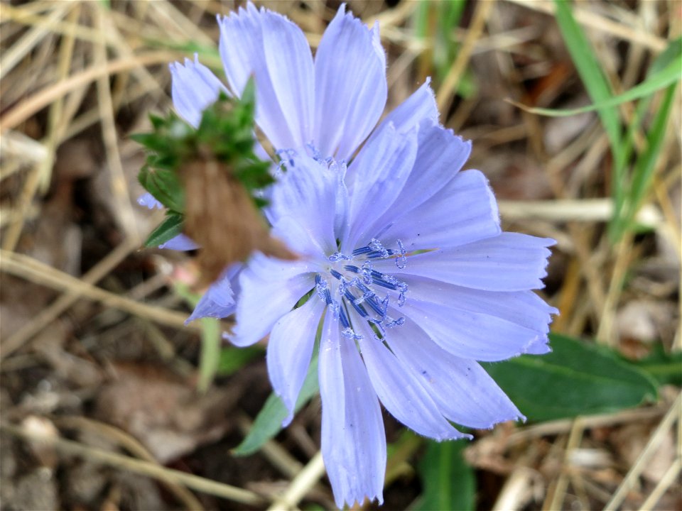 Wegwarte (Cichorium intybus) bei Wiesbaden-Nordenstadt
