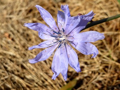 Wegwarte (Cichorium intybus) in Heidelberg