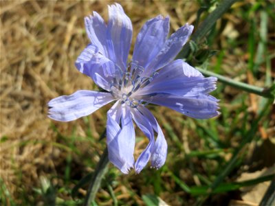 Wegwarte (Cichorium intybus) in Heidelberg