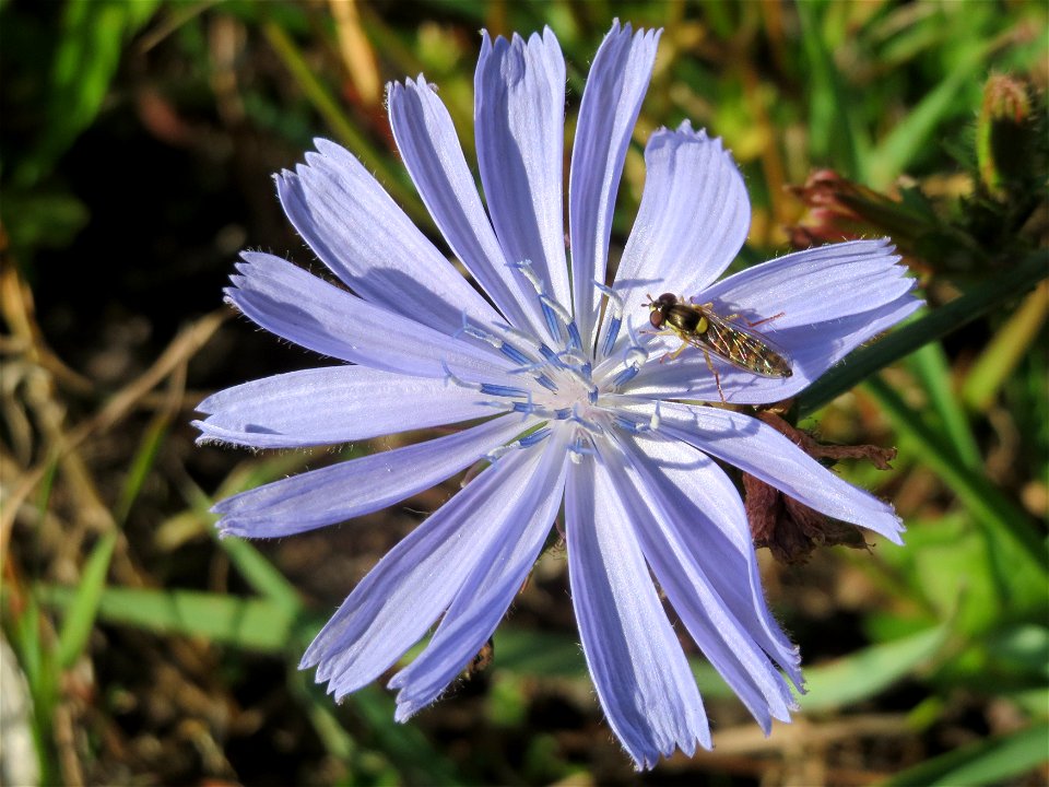 Gemeine Wegwarte (Cichorium intybus) bei Hockenheim
