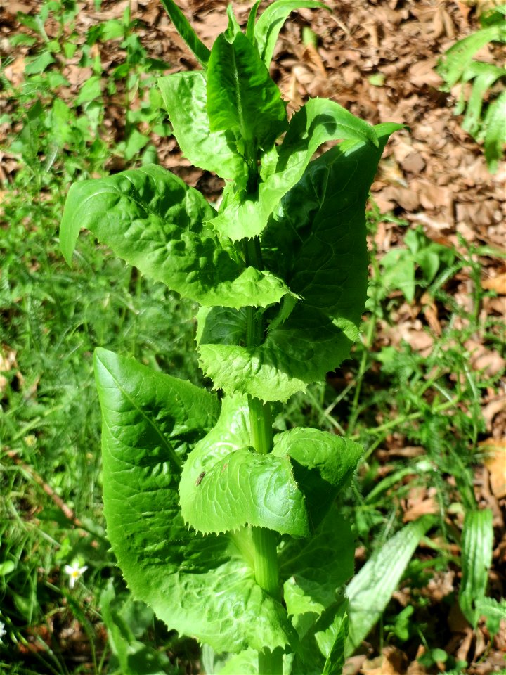 Gemeine Wegwarte (Cichorium intybus) an der Saar in Saarbrücken