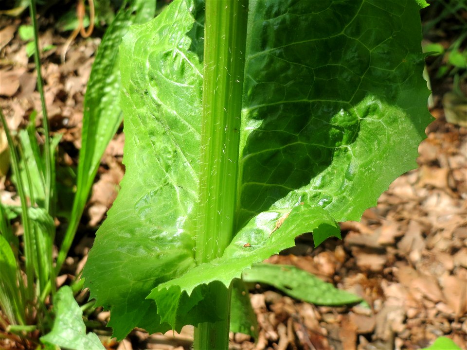 Gemeine Wegwarte (Cichorium intybus) an der Saar in Saarbrücken