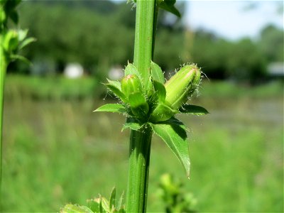 Blütenknospe der Gemeinen Wegwarte (Cichorium intybus) an der Saar in Saarbrücken