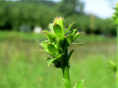 Blütenknospe der Gemeinen Wegwarte (Cichorium intybus) an der Saar in Saarbrücken