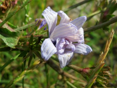 Gemeine Wegwarte (Cichorium intybus) im Landschaftsschutzgebiet Hockenheimer Rheinbogen