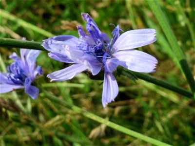 Gemeine Wegwarte (Cichorium intybus) im Landschaftsschutzgebiet Hockenheimer Rheinbogen