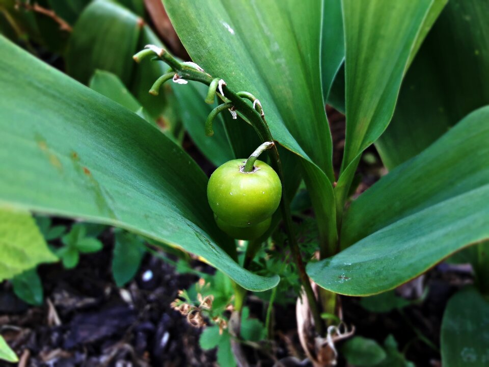 Garden summer green