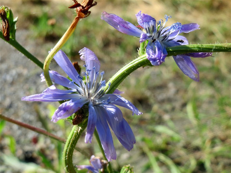 Gemeine Wegwarte (Cichorium intybus) in Hockenheim - aus ihr wurde der Chicorée gezüchtet