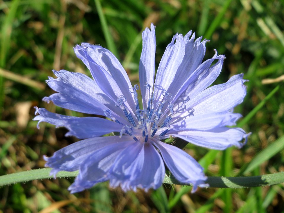 Gemeine Wegwarte (Cichorium intybus) in Hockenheim