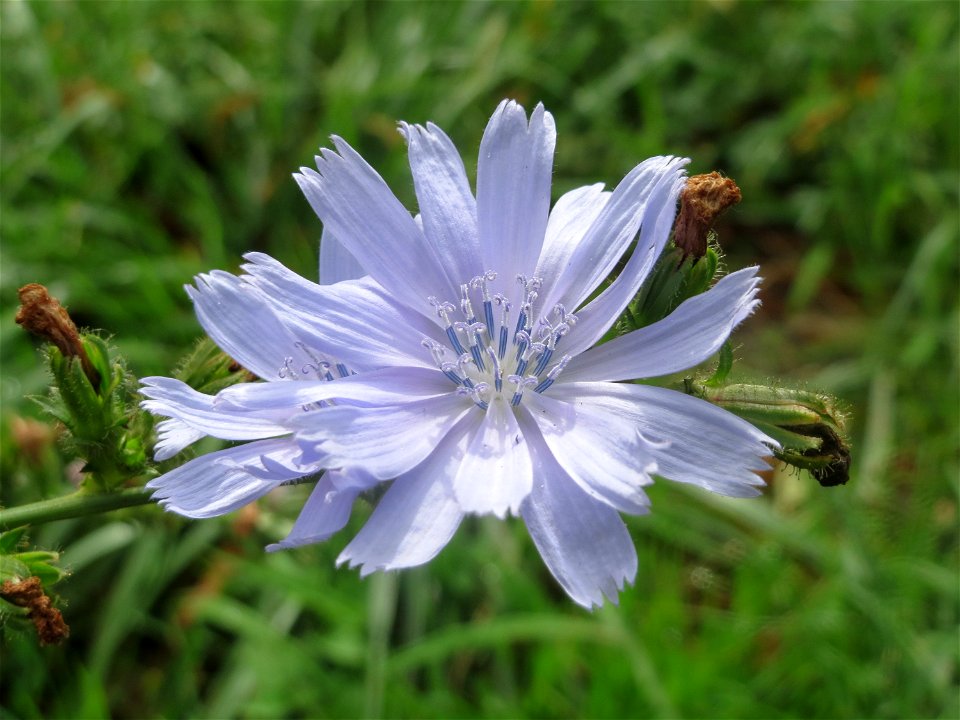 Gemeine Wegwarte (Cichorium intybus) in Hockenheim