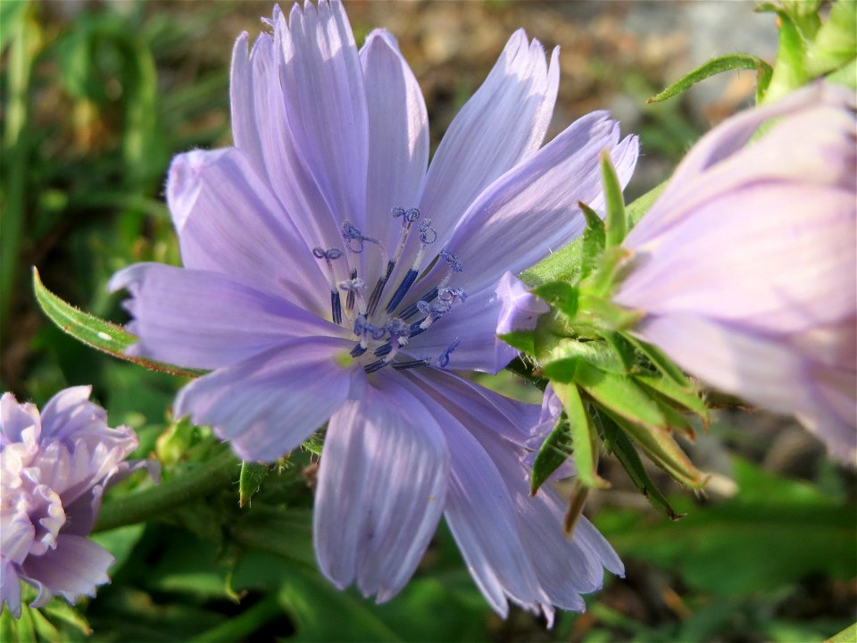 Gemeine Wegwarte (Cichorium intybus) in Hockenheim