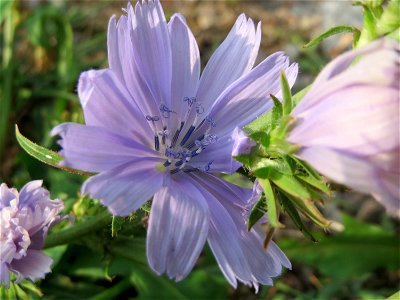 Gemeine Wegwarte (Cichorium intybus) in Hockenheim