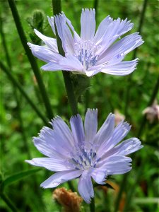 Gemeine Wegwarte (Cichorium intybus) in Hockenheim