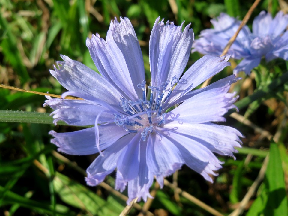 Gemeine Wegwarte (Cichorium intybus) in Hockenheim