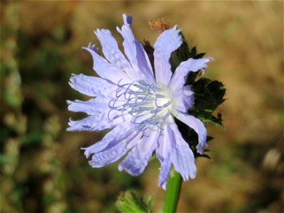 Gemeine Wegwarte (Cichorium intybus) an der Saar in Saarbrücken