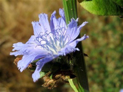 Gemeine Wegwarte (Cichorium intybus) an der Saar in Saarbrücken
