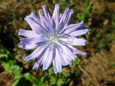 Gemeine Wegwarte (Cichorium intybus) an der Saar in Saarbrücken
