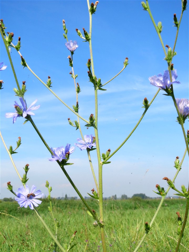 Gemeine Wegwarte (Cichorium intybus) im Hockenheimer Rheinbogen