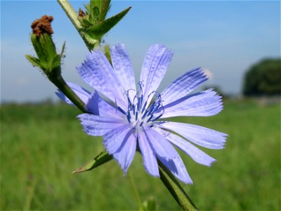 Gemeine Wegwarte (Cichorium intybus) im Hockenheimer Rheinbogen